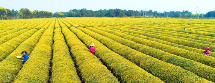 我国粮食连年丰收库存充足 能应对各种考验