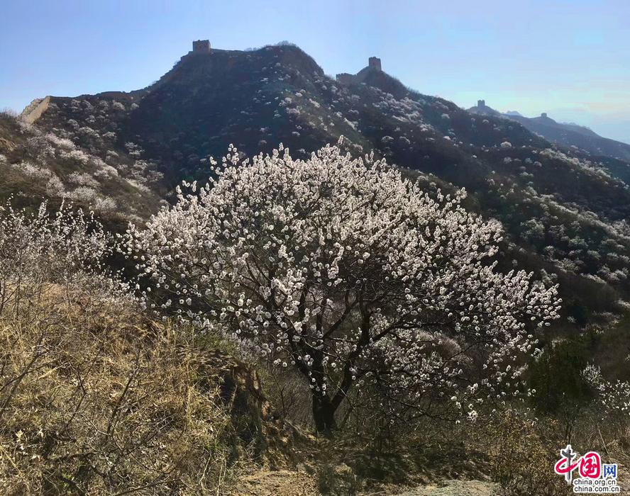 金山岭长城 一幅幅山花烂漫的春日画卷