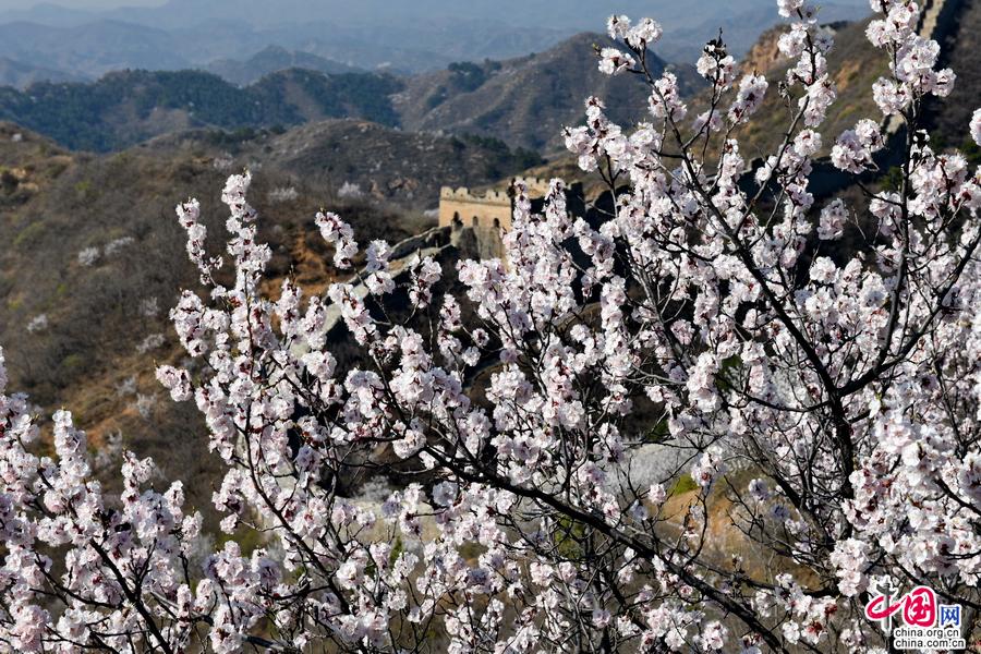 金山岭长城 一幅幅山花烂漫的春日画卷