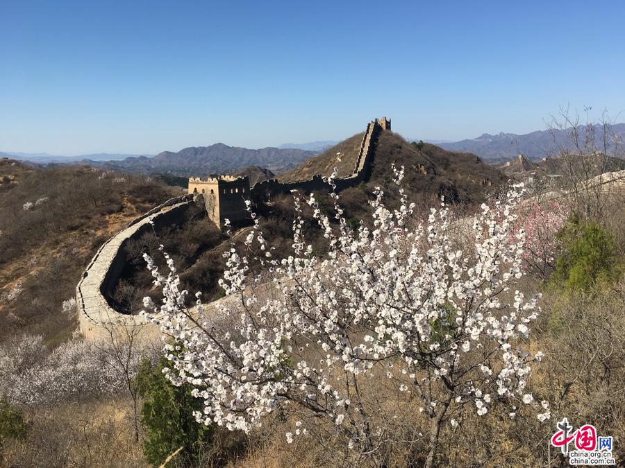 金山岭长城 一幅幅山花烂漫的春日画卷