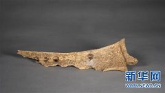 河南发现大型商周遗址 出土甲骨文记载的罕
