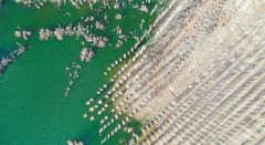新疆阿勒泰:戈壁植绿中水助力