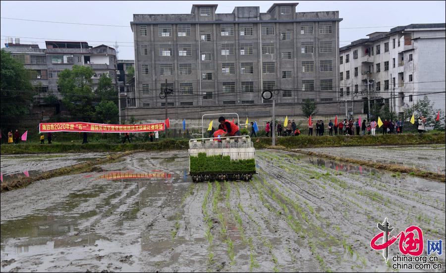 湖南隆回：“插秧比赛”成一幅美丽的风景画