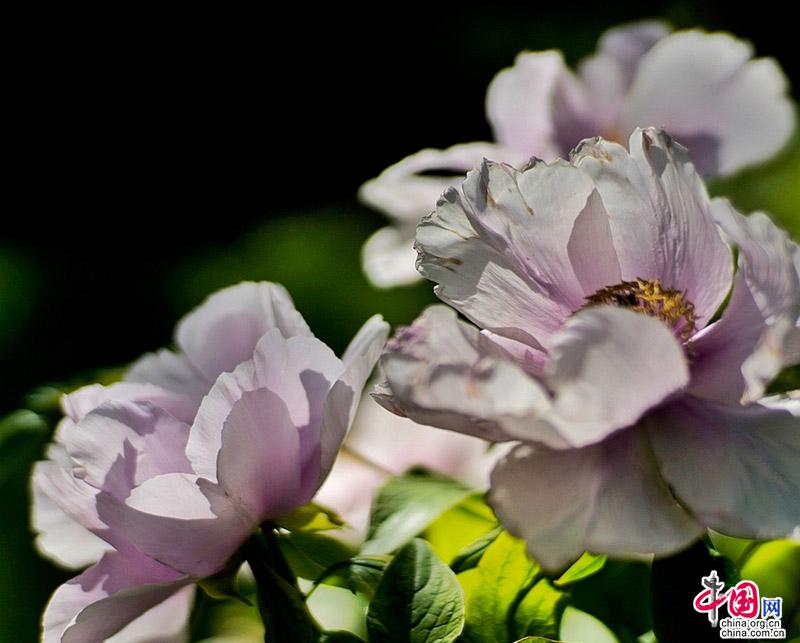 景山：唯有牡丹真国色 花开时节动京城(组图)