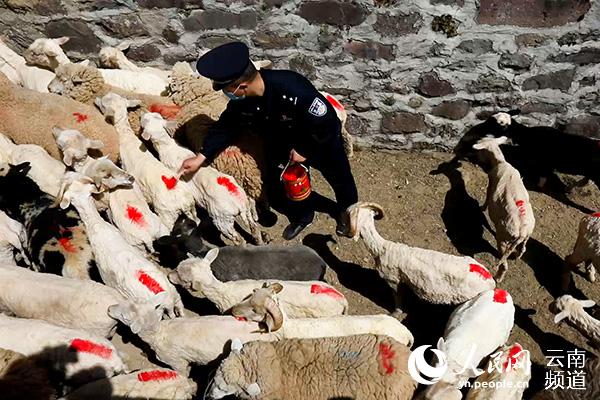 云南会泽：绵羊有了“户口”村民少了矛盾