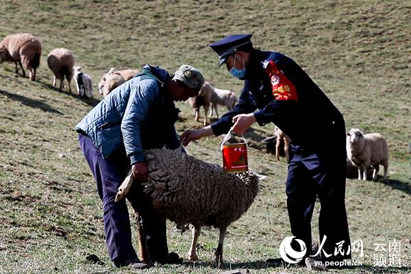云南会泽：绵羊有了“户口”村民少了矛盾
