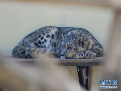 人工繁育雪豹双胞胎首次亮相西宁野生动物园