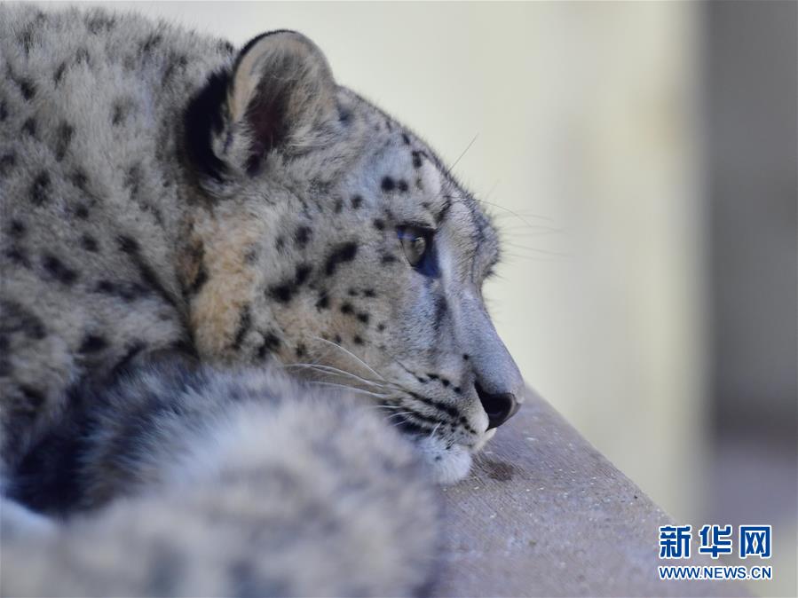 人工繁育雪豹双胞胎首次亮相西宁野生动物园