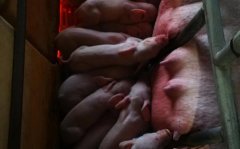 种猪紧俏 会影响生猪复产吗？