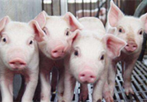 6家上市猪企发4月卖猪成绩单，3家表示猪