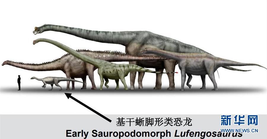 吉林大学在侏罗纪早期恐龙牙齿演化研究上取得新发现