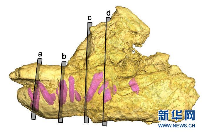 吉林大学在侏罗纪早期恐龙牙齿演化研究上取得新发现