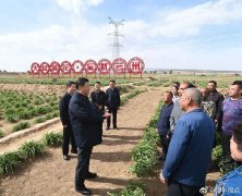 习近平：让黄花成为群众脱贫致富的“摇钱草