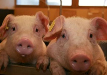 非洲猪瘟防控强化措施指引发布：抛售染疫生