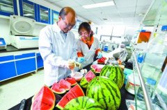 专家找到西瓜变甜关键基因