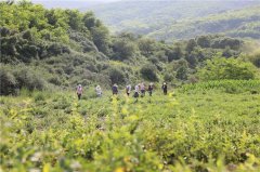 甘肃灵台：金银花里寻“金银” 荒山开出“