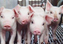 生猪产能逐步恢复，猪企上半年新增7.6万