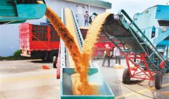 中国夏粮丰收助力全球粮食安全