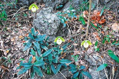 野生动植物保护名录更新 日常生活中熟悉的鱼蛇类大量列入