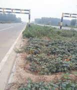 公路绿化带种庄稼，不妥