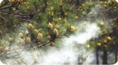 一朵松花一条绿色产业链