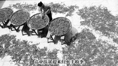 产业扶贫迎来红火丰收季
