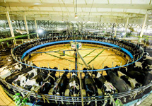 君乐宝以全产业链一体化打造全球顶级好奶粉