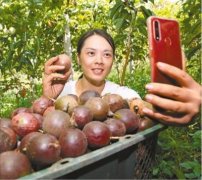 百香果香满园