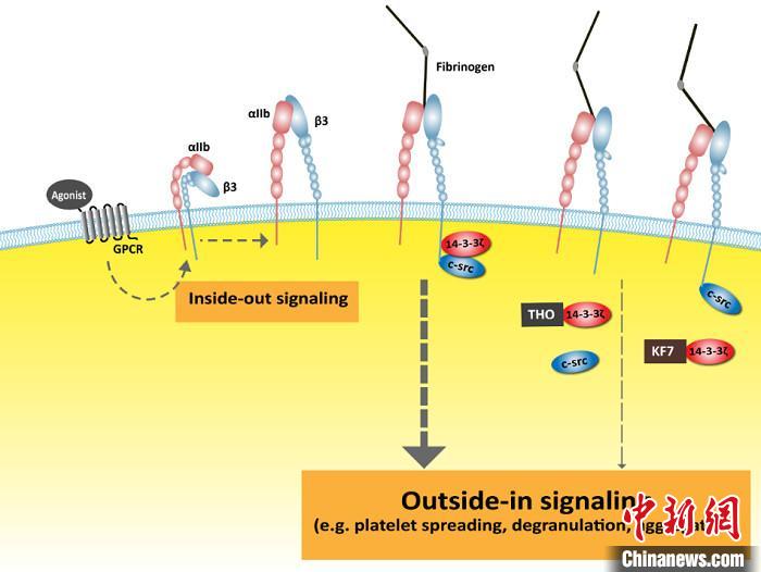 中国科研人员发现低出血风险抗血栓药物研发新靶点