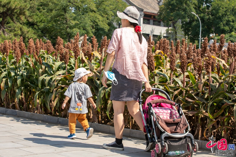 “岁稔年丰黍稷香·重农固本国运昌”北京先农坛举办秋收仪式