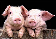 养殖企业：肉价跌破养殖成本线不可能持续