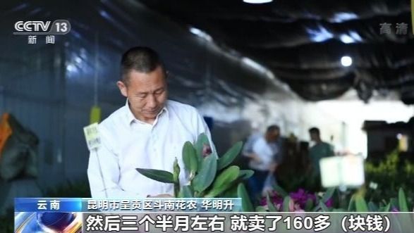 走向我们的小康生活丨昆明斗南：小康生活像花 越开越美