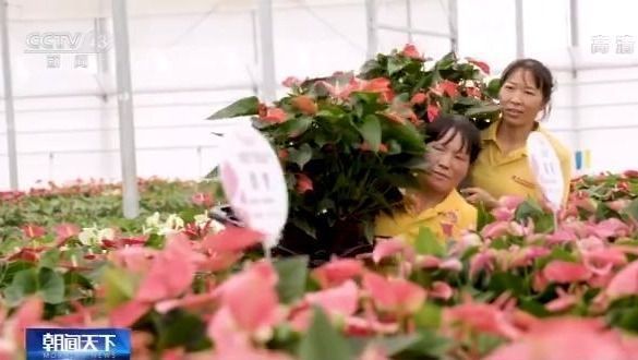 走向我们的小康生活丨昆明斗南：小康生活像花 越开越美