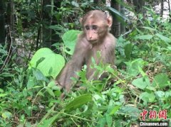 武夷山自然保护区“大圣”与人和谐相处