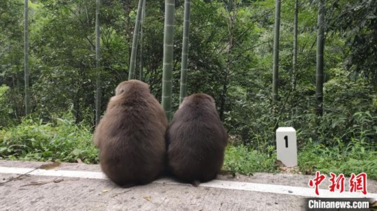 武夷山自然保护区“大圣”与人和谐相处