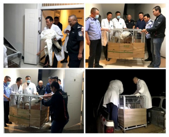 积极救助野生动物努力营造和谐生态