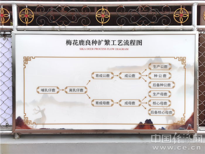 【幸福东北】鹿乡致富经：放大梅花鹿产业优势 幸福由鹿而起
