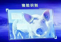 养殖业迎来转型升级突破口 AI养猪绝不是大材小用