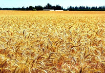 粮食生产形势如何？如何看待粮价上涨？农业农村部回应