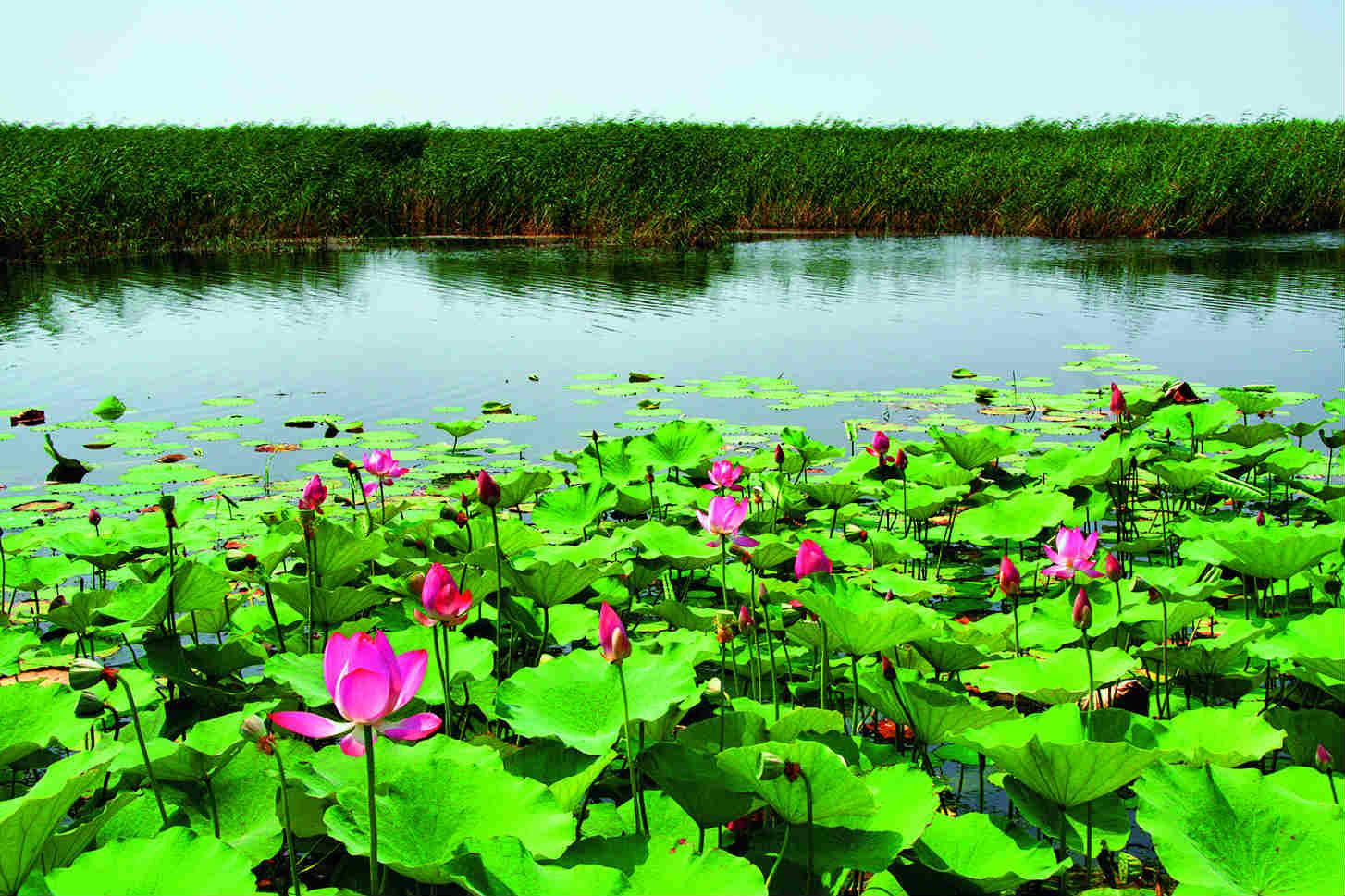 大河浩荡东流去人民治黄启新篇