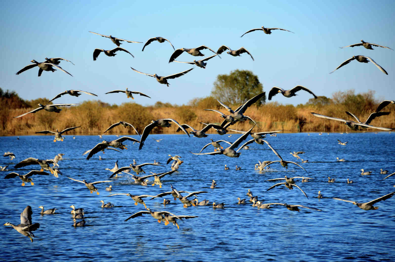 大河浩荡东流去人民治黄启新篇