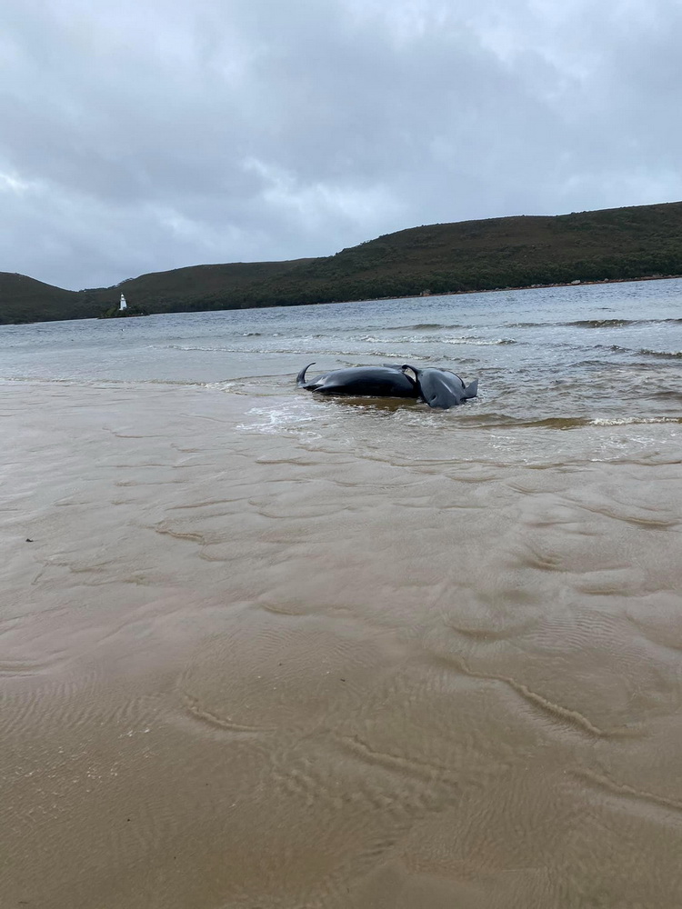  这是9月22日在澳大利亚塔斯马尼亚岛西海岸麦夸里海港拍摄的搁浅的鲸。新华社/路透