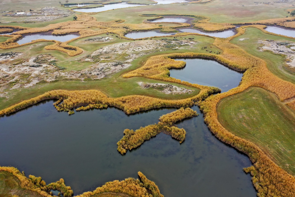 9月24日拍摄的新疆阿勒泰科克苏湿地国家级自然保护区（无人机照片）。