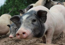 出栏量增加 猪肉价格或持续下行