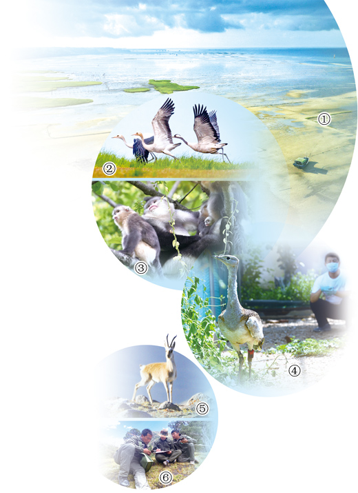 织密野生动物保护网(绿色家园)