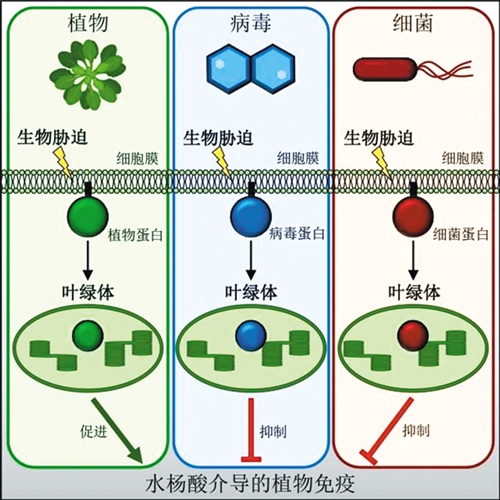 我国细胞膜信息传递研究获重大发现
