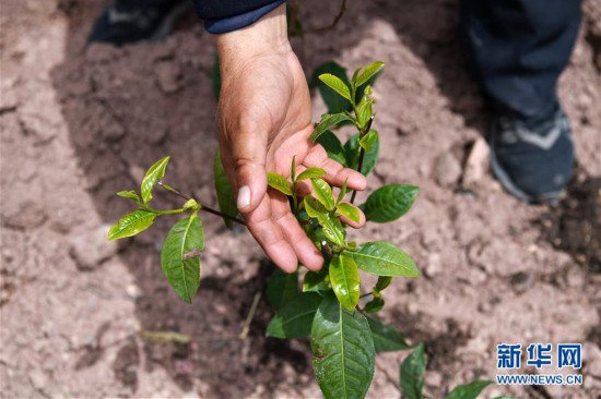 （西藏昌都解放70周年·图文互动）（2）“我有一个植树梦”——扎西旺堆和他的“绿色家园”