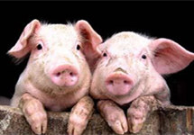 牧原日赚过亿却市值缩水，温氏Q3净利预减，“猪周期”将下行？