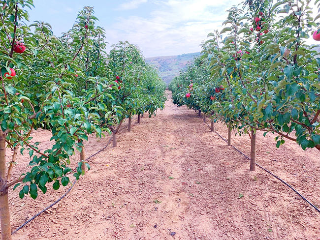 黄土高原：且看绿景满河山
