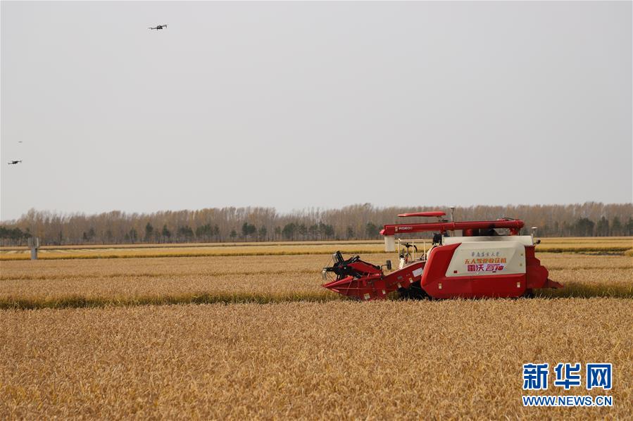 (图文互动)(1)北大荒“无人化农场”的掌上“丰”景